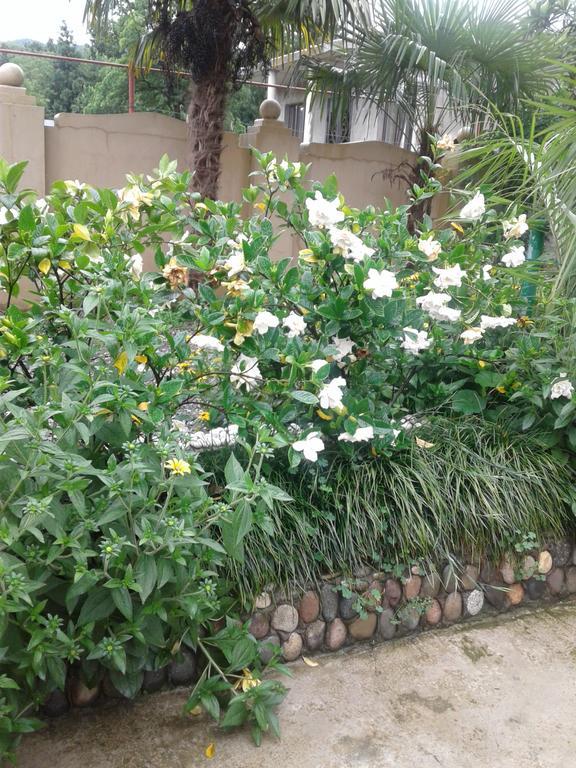 فندق Gonio Apsaros House المظهر الخارجي الصورة